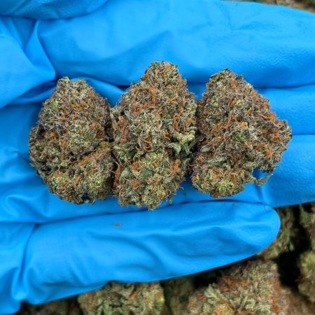 CHERRY BOMB – ED715LI