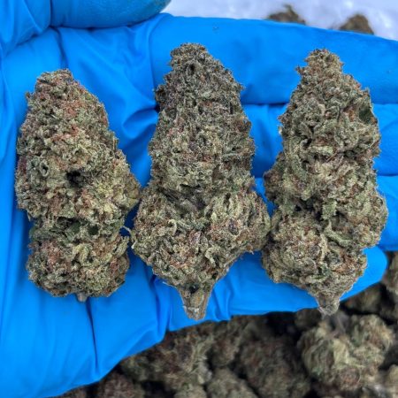 GELATO CREME - LM1009GL