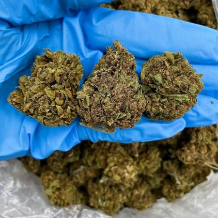 CARAMEL APPLE - ML206CD