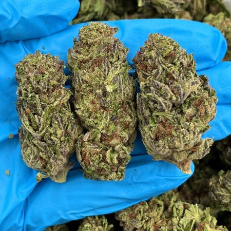 BLUE GIRL SCOUT COOKIES - TY702BC