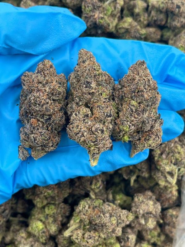 BLUEBERRY BLUSH – EL714SC