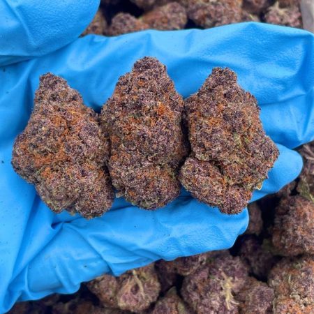 TROPICANA STARBURST - FL709TC