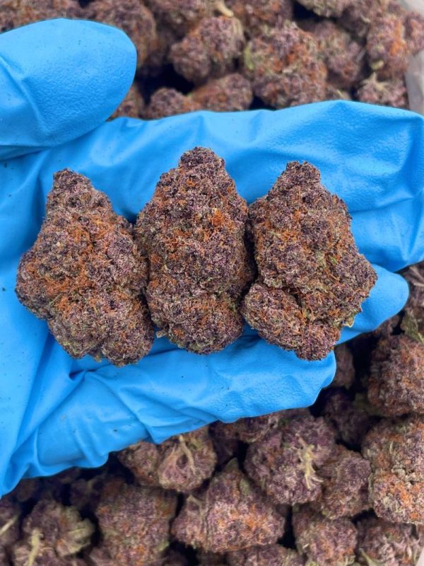 TROPICANA STARBURST - FL709TC