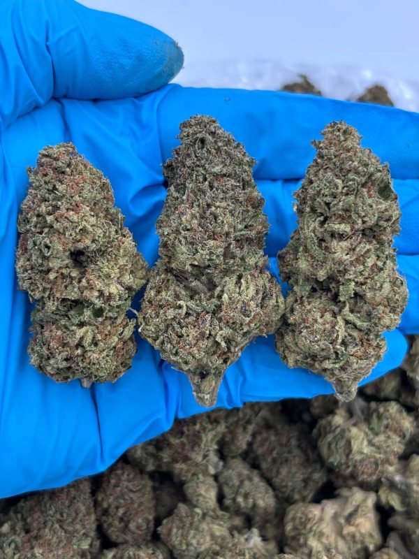 GELATO CREME - LM1009GL