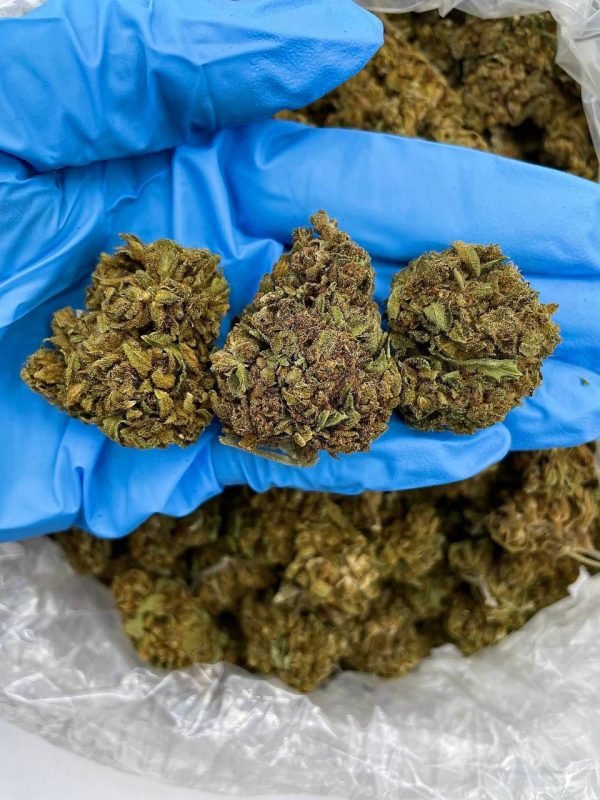 CARAMEL APPLE - ML206CD