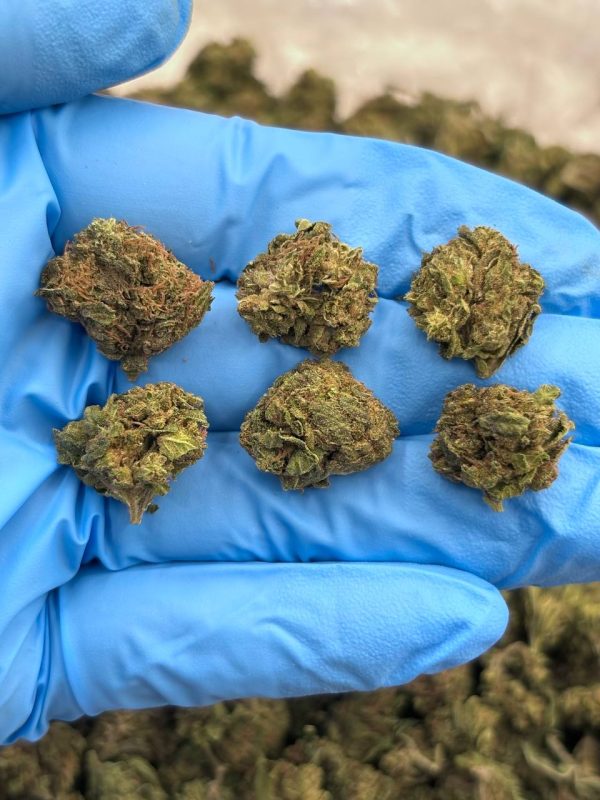 ELECTRA ICE - SK1009EI