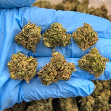 METEOR MINTZ - SK1009SP