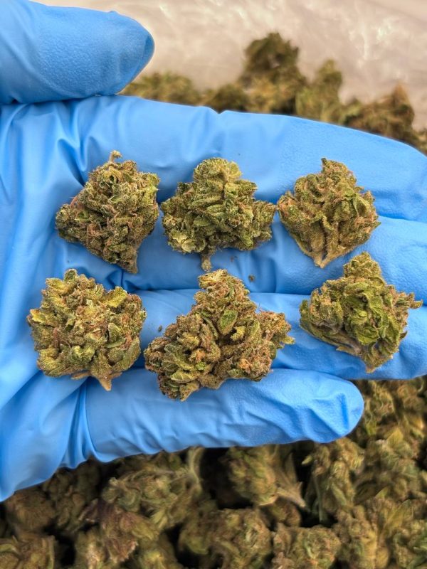 METEOR MINTZ - SK1009SP