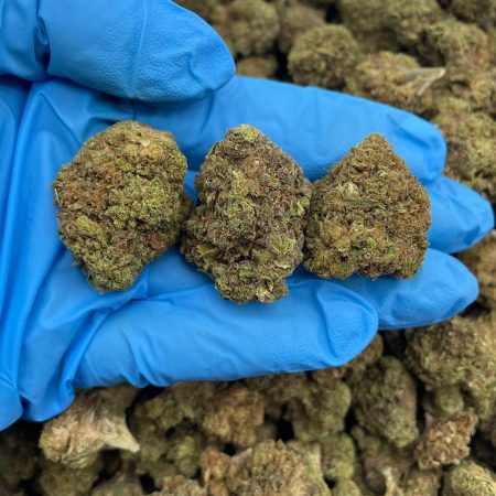 COCOA DREAMS - SP110