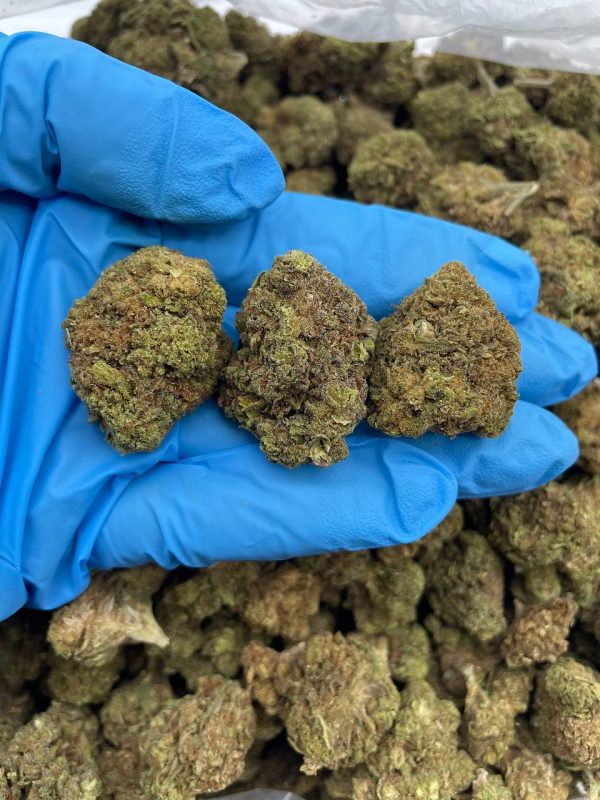 COCOA DREAMS - SP110