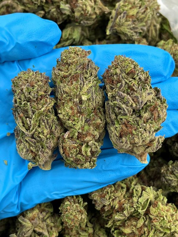 BLUE GIRL SCOUT COOKIES - TY702BC