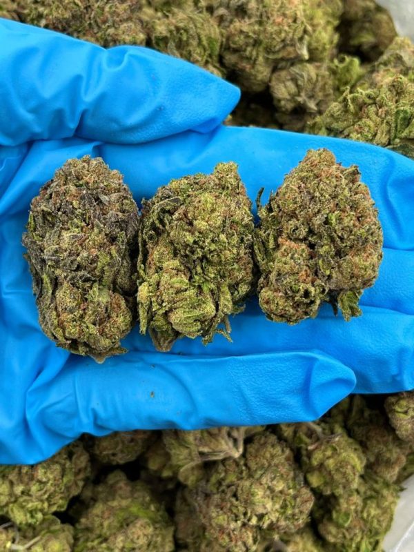 GLITTER BOMB - TY702GB